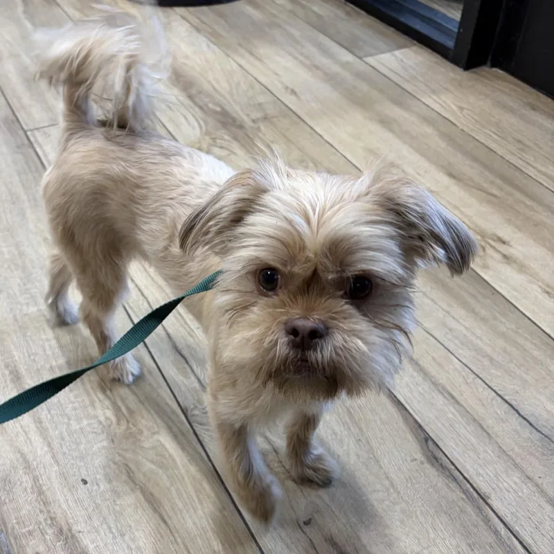 A young small-sized female Yellow / Tan / Blond / Fawn Brussels Griffon dog named Eve for adoption in Newark, NJ