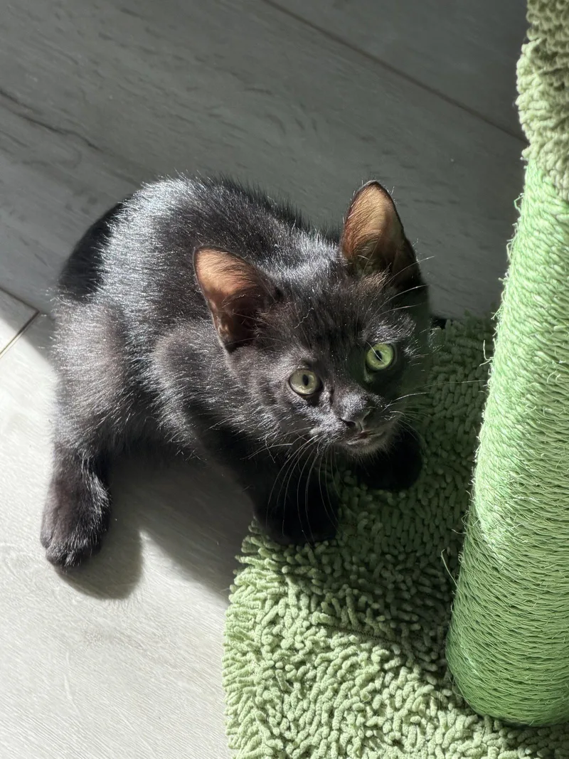 A baby medium-sized male Black Domestic Medium Hair cat named Lucky Stone for adoption in Rosenberg, TX