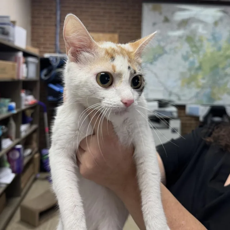An adult medium-sized female Calico Domestic Short Hair cat named Aphrodite for adoption in Birmingham, AL