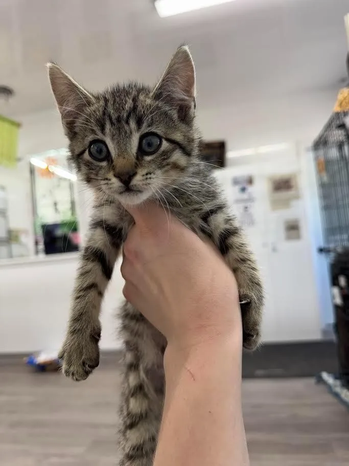 A baby small-sized male Domestic Short Hair cat named Dallas for adoption in Glenfield, NY