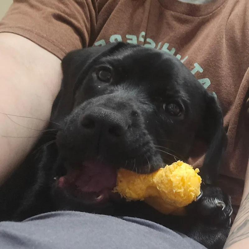 Nugget