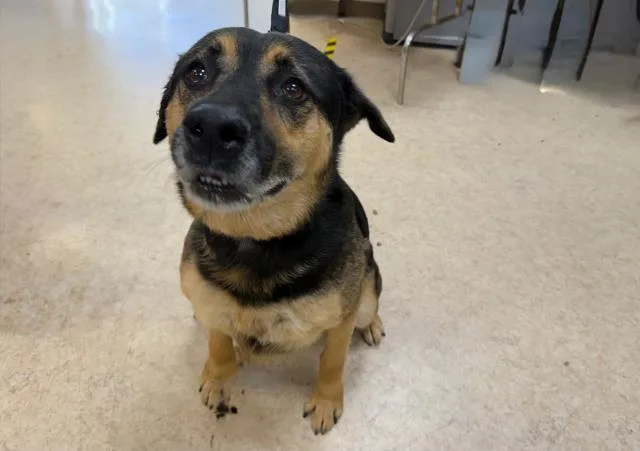An adult large-sized female German Shepherd Dog dog named Coco for adoption in San Pedro, CA