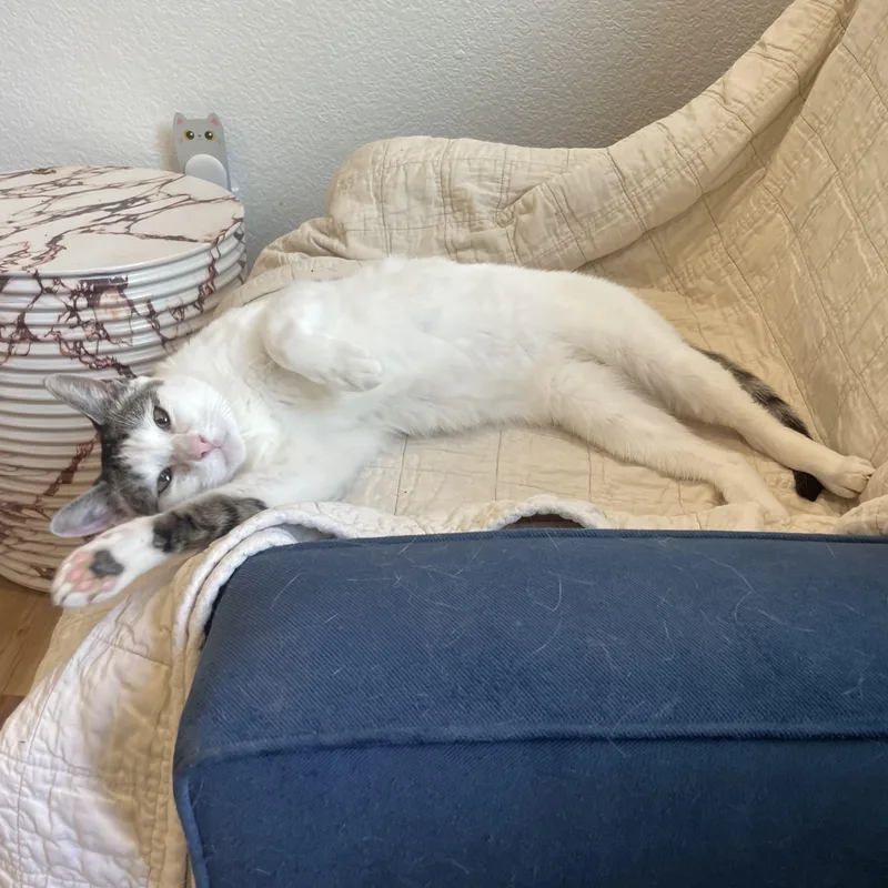 An adult medium-sized female Tabby cat named Guppy for adoption in Stockton, CA