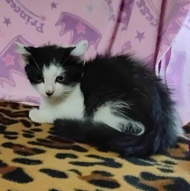 A baby small-sized male Domestic Short Hair cat named Larry for adoption in Ada, OK
