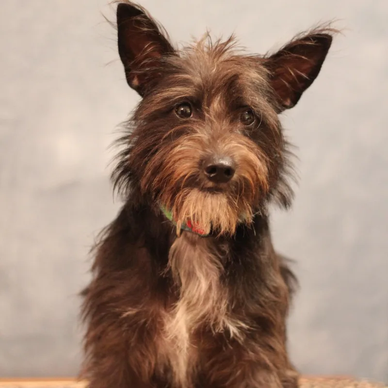 A young small-sized female Schnauzer dog named Poppy for adoption in Yukon, OK