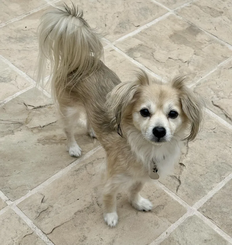 An adult small-sized female Spaniel dog named Kushi for adoption in San Jose, CA