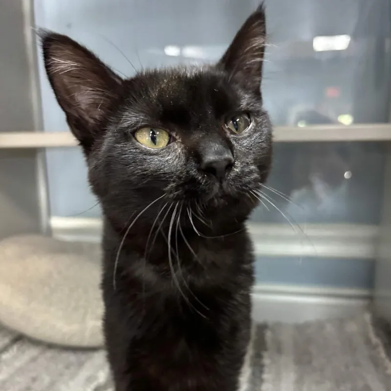A baby medium-sized male Brown / Chocolate Domestic Short Hair cat named Midnight for adoption in Port Charlotte, FL