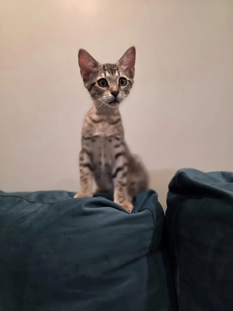 Nova
