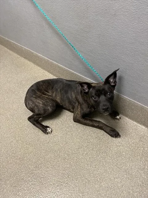 A young medium-sized female Pit Bull Terrier dog named Jesica for adoption in Las Vegas, NV