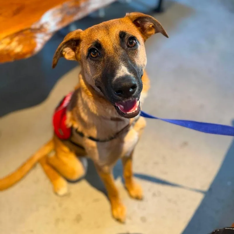 A baby medium-sized female Golden Belgian Shepherd / Malinois dog named Roxie for adoption in Chatham, NJ