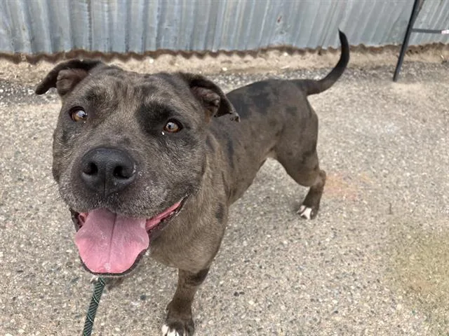 A young medium-sized male Pit Bull Terrier dog named Jesse James for adoption in Albuquerque, NM
