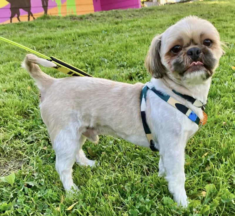 An adult small-sized male Shih Tzu dog named Mickey for adoption in Seattle, WA