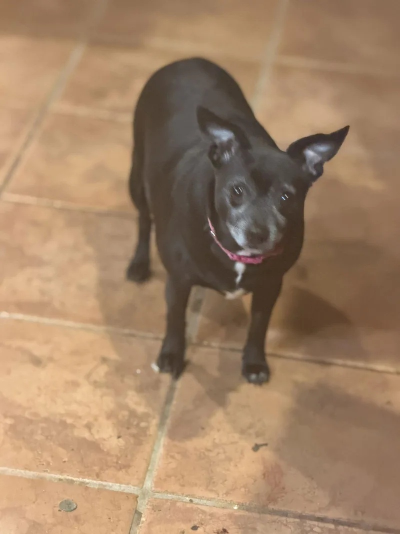 Ellie Christmas thumbnail 2