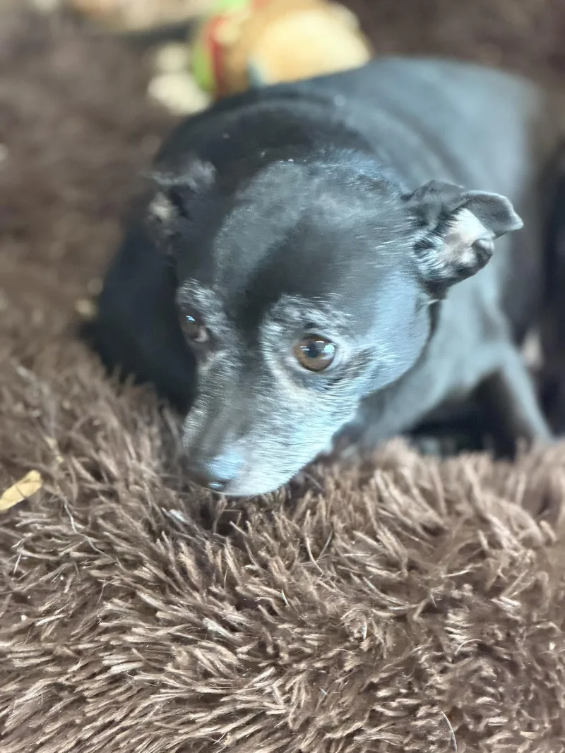 Ellie Christmas thumbnail 3