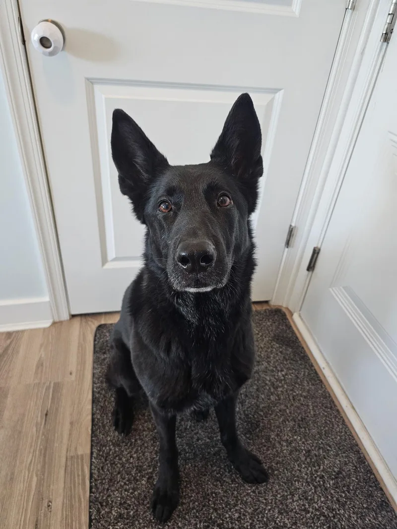 Cali  Professionally Trained thumbnail 2