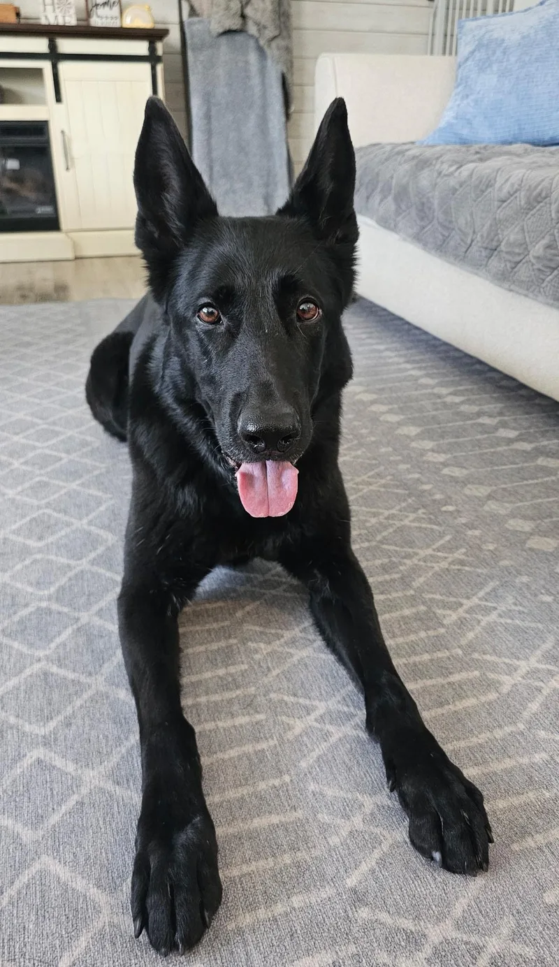 An adult medium-sized female Black German Shepherd Dog dog named Cali  Professionally Trained for adoption in Egg Harbor City, NJ