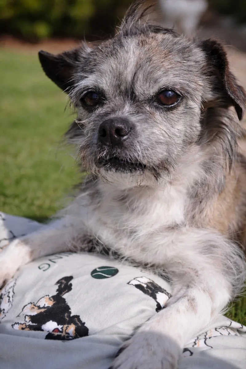 Mochi & Cricket thumbnail 2