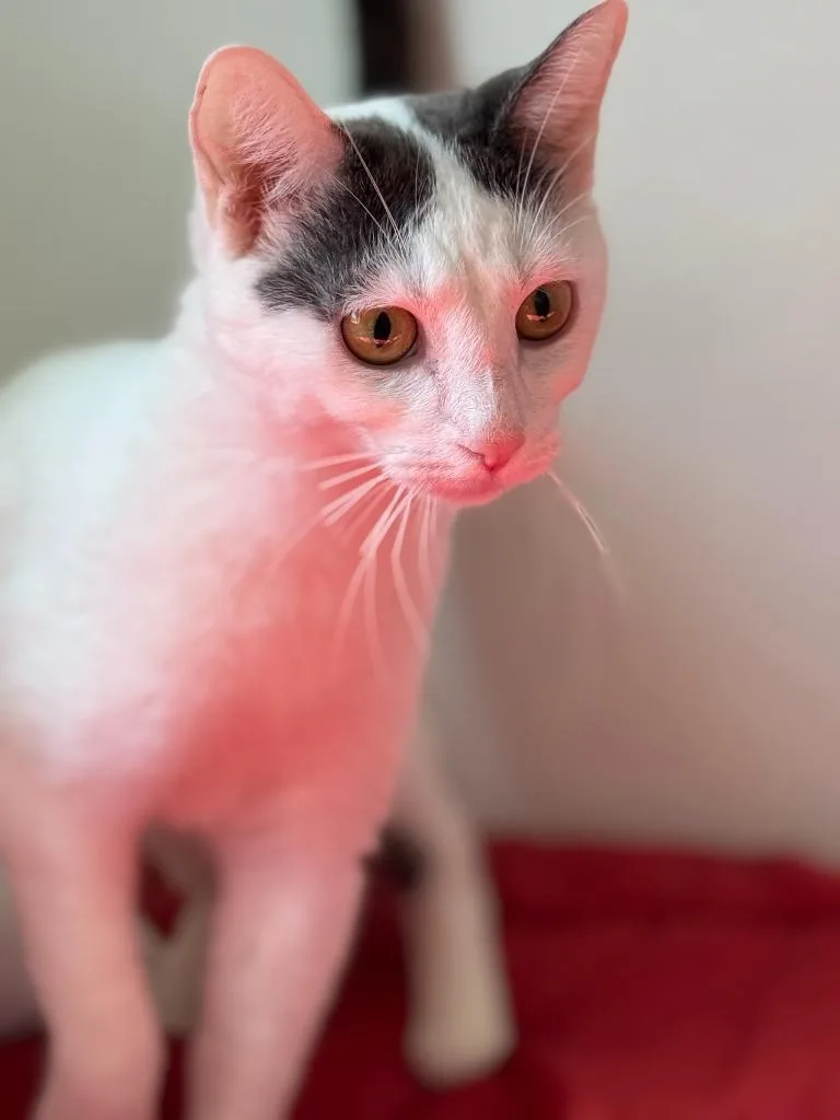 A young small-sized male Domestic Short Hair cat named Benny Blanco for adoption in New Braunfels, TX