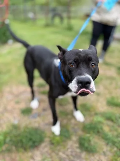 An adult large-sized female Pit Bull Terrier dog named Cavie for adoption in Burlington, WA