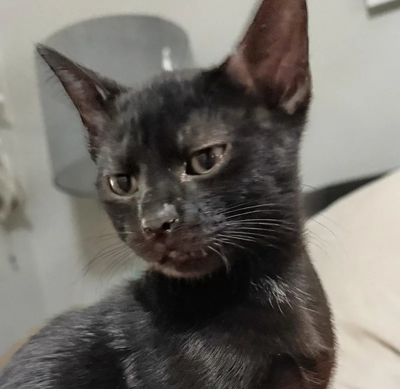 A baby medium-sized female Oriental Short Hair cat named Rita for adoption in Oakland Park, FL