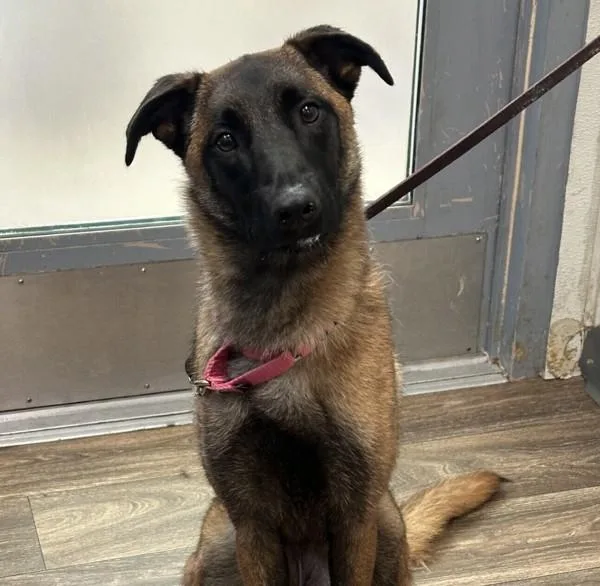 A young large-sized female Belgian Shepherd / Sheepdog dog named Arya for adoption in San Diego, CA