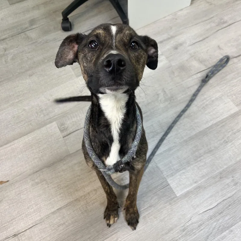 An adult medium-sized female Brindle Pit Bull Terrier dog named Ruby for adoption in Emporia, KS