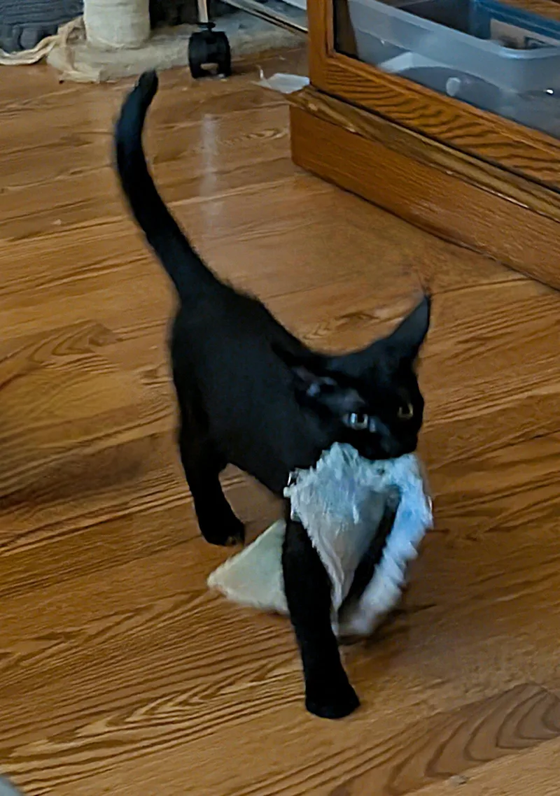A baby medium-sized female Black Domestic Short Hair cat named Jezell for adoption in Whitehall, PA