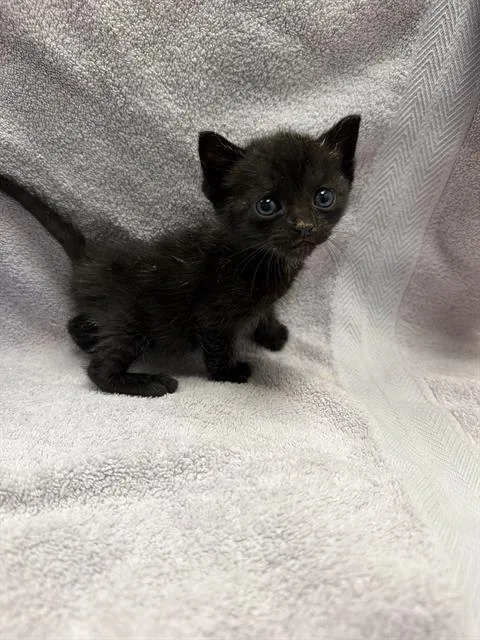 A baby small-sized female Domestic Short Hair cat named Tansy for adoption in Ontario, CA