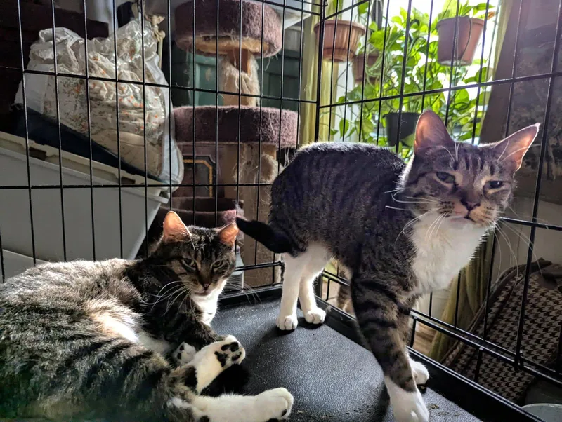 A young medium-sized male Tabby (Buff / Tan / Fawn) Domestic Long Hair cat named Milo for adoption in New York, NY