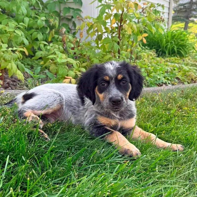 A baby medium-sized female Tricolor (Brown, Black, & White) Spaniel dog named Mia for adoption in Rochester, NY