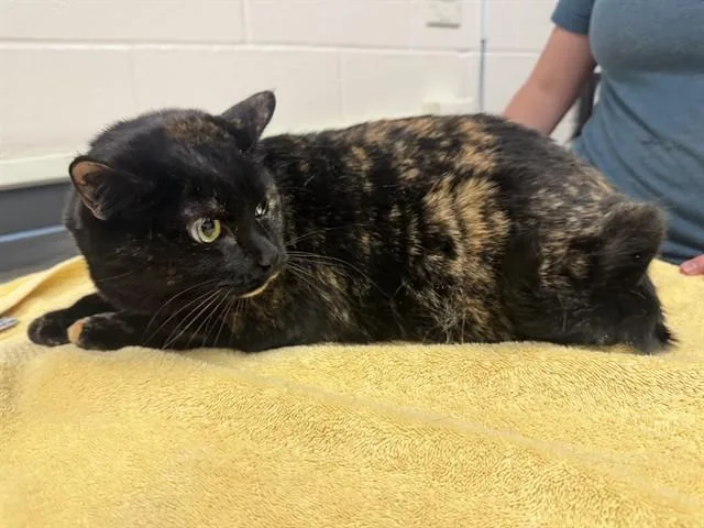 Coco