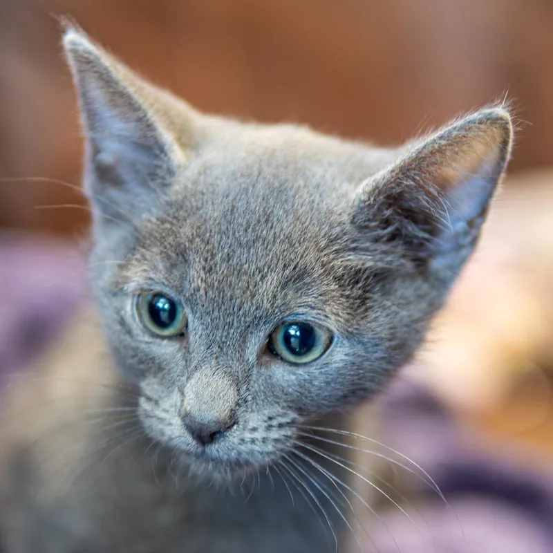 A baby small-sized male Black Domestic Short Hair cat named Pebbles for adoption in Emporia, KS