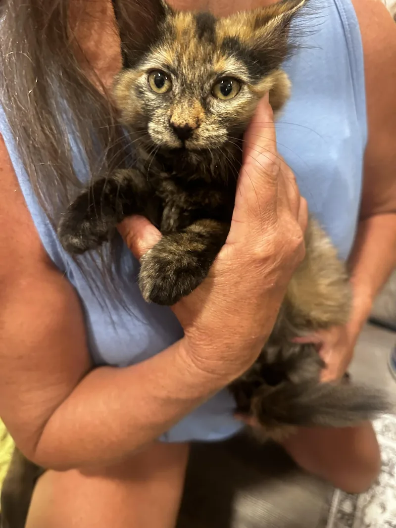 A baby medium-sized male Tortoiseshell cat named Ruthie for adoption in Missoula, MT