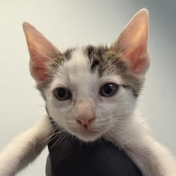 A baby small-sized female Domestic Short Hair cat named April May for adoption in Escondido, CA