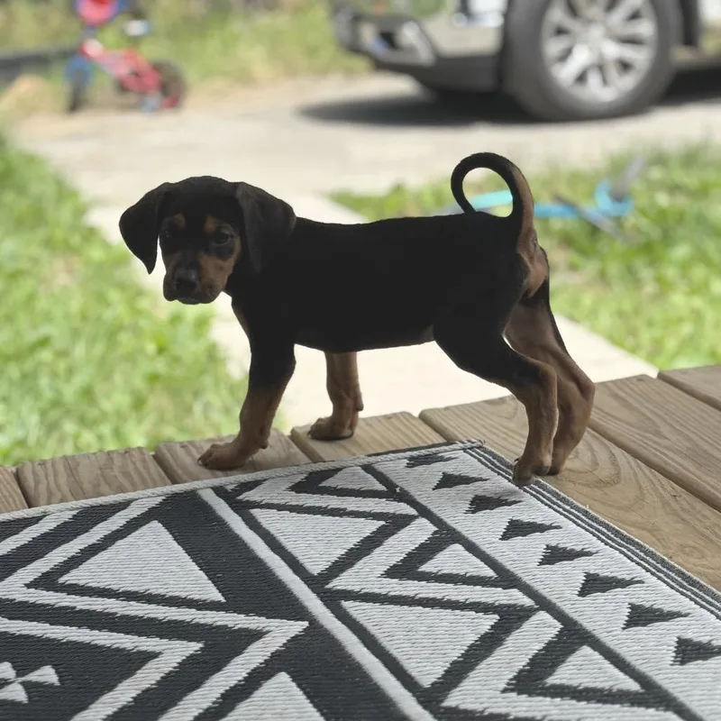 A baby small-sized male Black Mixed Breed dog named Benny Beans for adoption in Fredericksburg, VA