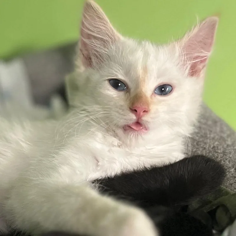 Liza thumbnail 5
