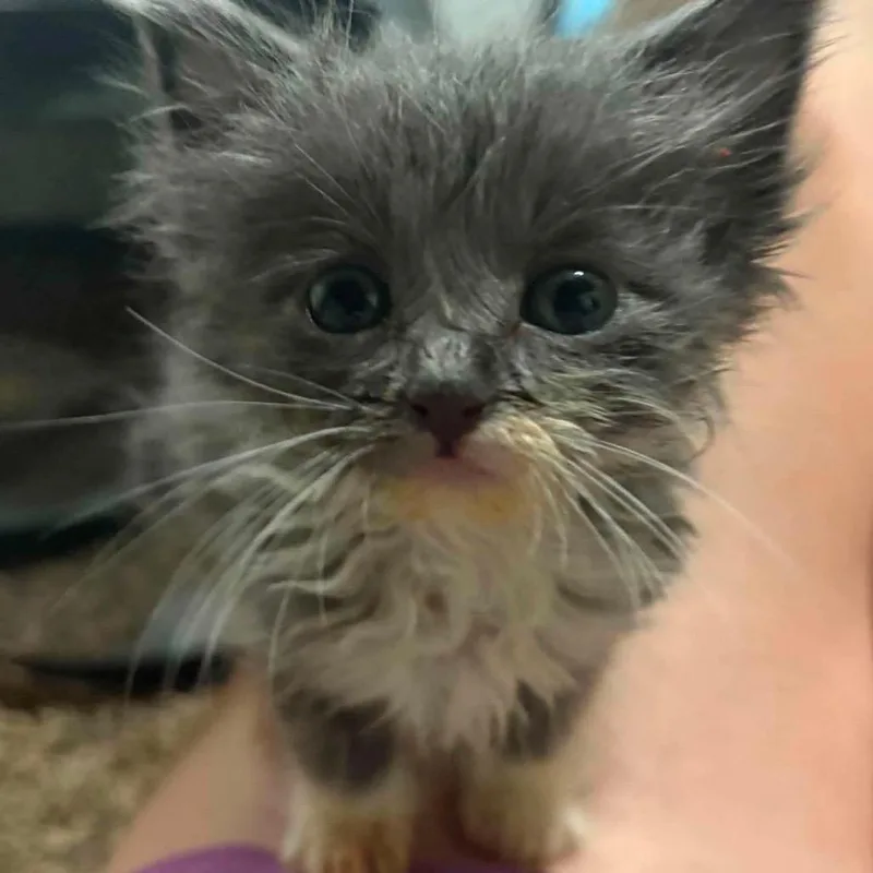 A baby small-sized male Gray / Blue / Silver Snowshoe cat named Kicks for adoption in Wichita, KS