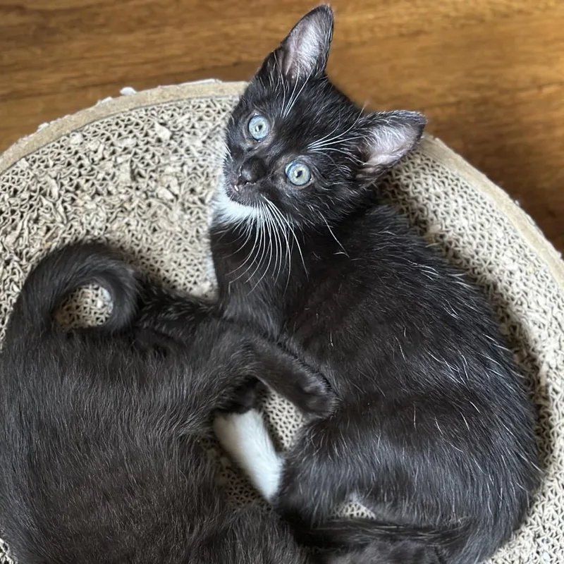 A baby medium-sized male Black Domestic Short Hair cat named Wind for adoption in Long Beach, CA