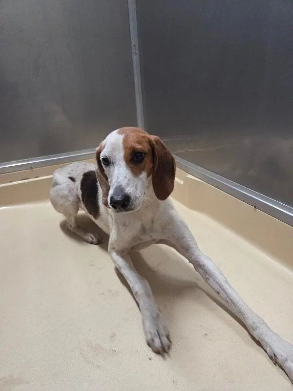 An adult medium-sized female White / Cream Treeing Walker Coonhound dog named Snow for adoption in Burgaw, NC