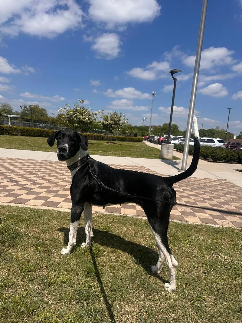 An adult extra large-sized female Black Great Dane dog named Izzy for adoption in Houston, TX
