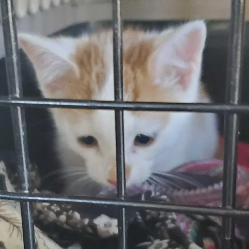 A baby small-sized male Domestic Short Hair cat named Spunk for adoption in Asheville, NC