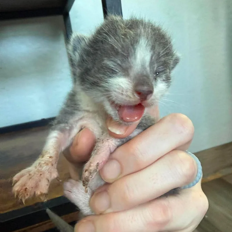 A baby small-sized male Gray / Blue / Silver Domestic Short Hair cat named Bently for adoption in Bastrop, TX