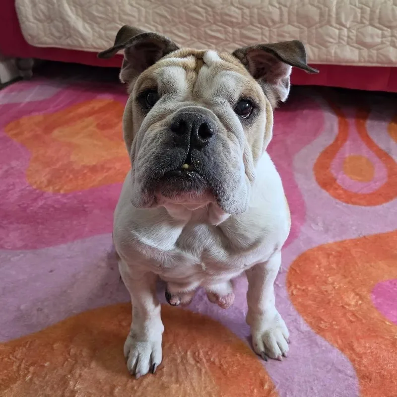 A senior medium-sized female White / Cream English Bulldog dog named Lizzie for adoption in Olathe, KS