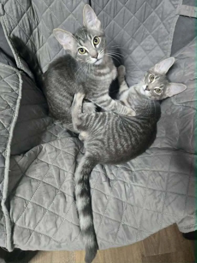 A baby small-sized male Gray / Blue / Silver Domestic Short Hair cat named Copter for adoption in Greensburg, PA