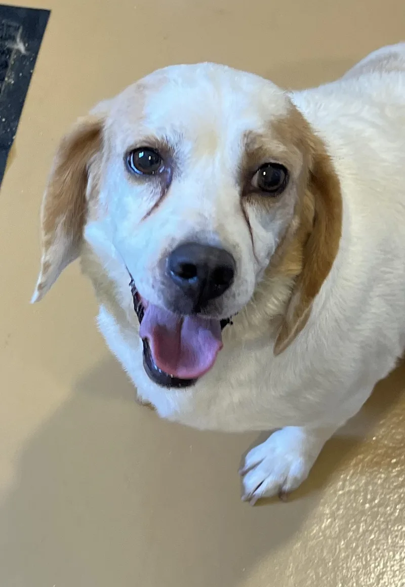 An adult medium-sized female Beagle dog named Lemoncello for adoption in Havertown, PA