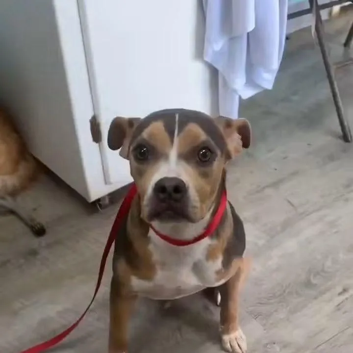 A young medium-sized female American Staffordshire Terrier dog named Effie for adoption in East Peoria, IL