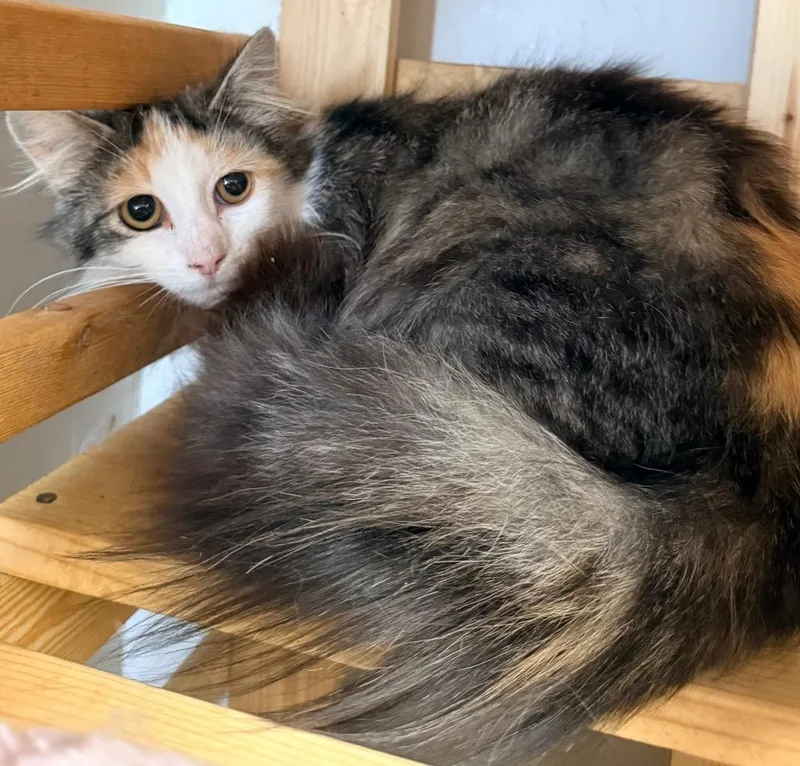 An adult medium-sized female Domestic Long Hair cat named Grumhilda for adoption in North Vernon, IN