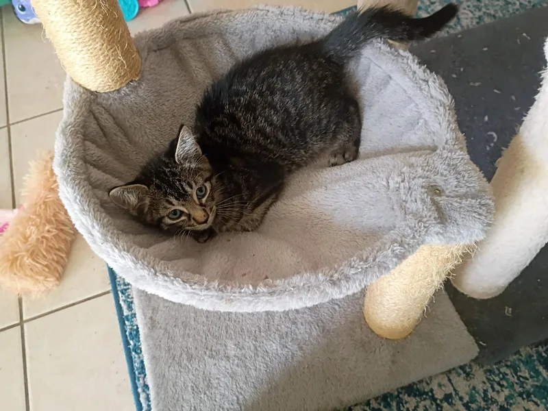 A baby medium-sized male Gray / Blue / Silver Domestic Short Hair cat named Nelson for adoption in Orlando, FL