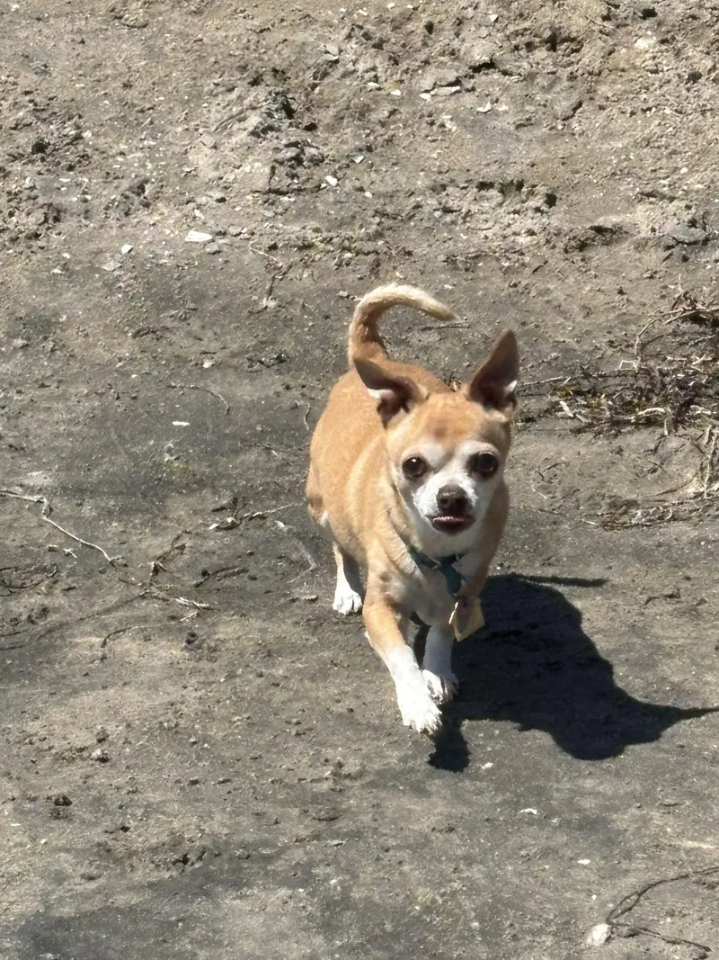 A senior small-sized female Chihuahua dog named Jezzabell for adoption in San Diego, CA