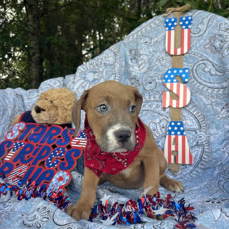 A baby medium-sized male American Bulldog dog named Sawyer for adoption in Sebring, FL